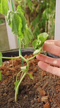 A Hand Inspects a Wilting Melon Vine in a Fabric Pot, Showing Garden Care and Plant Health Problems