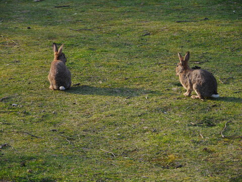 Two rabbits are sitting on the grass