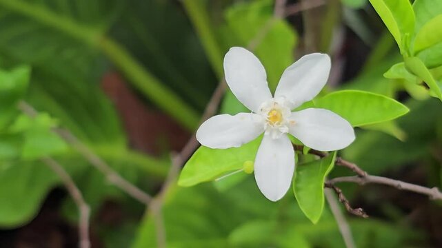 Wrightia antidysenterica flower blooming sway in the wind in garden.