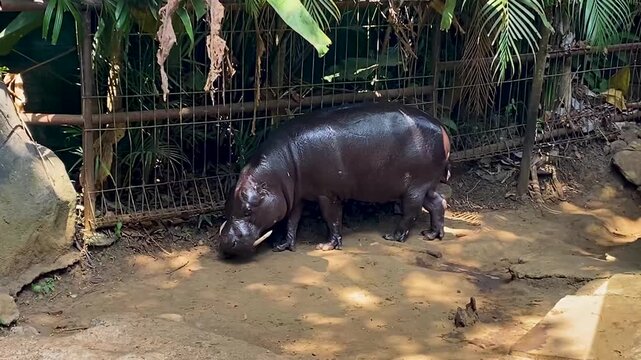 Footage of a pygmy hippo walking slowly inside its enclosure