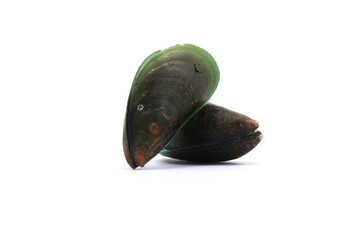 green lipped mussels. often referred to as Perna viridis or Asian green mussels. mussels on a white background © Pisan