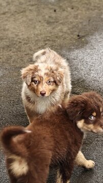 Mini aussie puppy standing on wet pavement, curious gaze, damp fur, quiet pause, overcast mood, close portrait