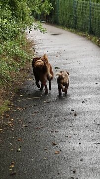 Two dogs are walking down a path