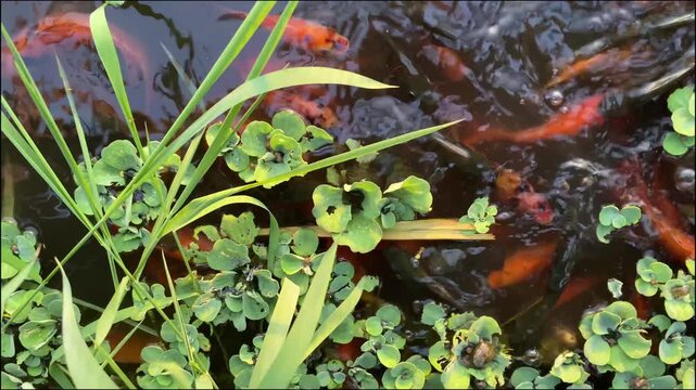 Close-up of colorful koi fish swimming among green aquatic plants.