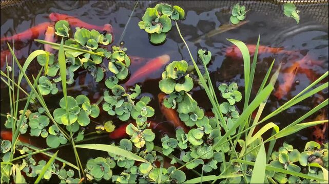 Koi fish swimming among green aquatic plants in a pond.