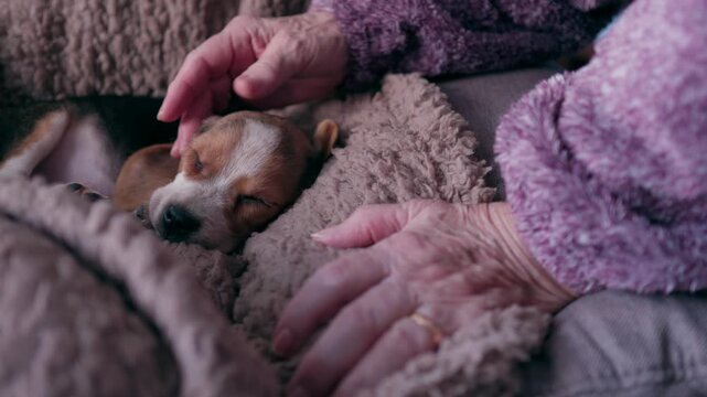 Old woman tenderly stroking a cute beagle puppy sleeping peacefully on her lap, a heartwarming moment of companionship, love, and care between a pet and its senior owner at home