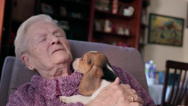 Happy senior woman sitting in an armchair and relaxing while her cute little beagle puppy licks her face, showing pure love and a heartwarming interspecies bond between owner and dog