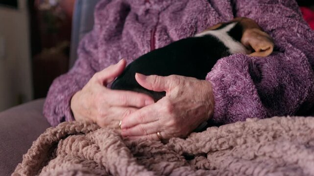 Close-up view of an elderly woman's hands tenderly stroking a cute beagle puppy sleeping peacefully in her lap, showcasing a heartwarming bond between a pet and its owner