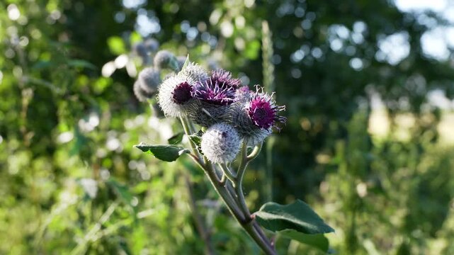 Purple burdock flower swaying in the wind