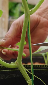 Close Up of Hands Using Pruning Shears to Remove an Unwanted Melon Vine, Showing Careful Plant Maintenance for Healthier Growth And Better Yield Vertical video.