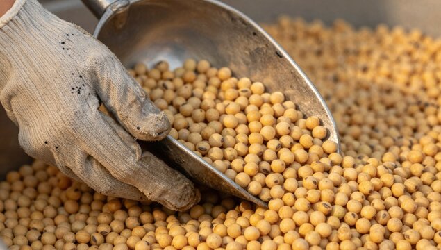 A gloved hand uses a scoop to pour freshly harvested soybeans into a container, with large grain silos and a port crane in the background.