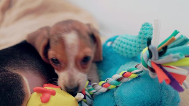 Cute tricolor beagle puppy with floppy ears playfully chewing on colorful rope and squeaky toys while lying on a soft blanket, showing its playful and curious nature