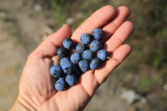 Handful of ripe sloe berries collected from the wild
