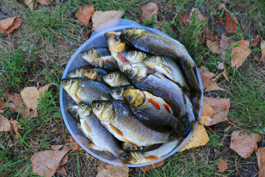 Freshly caught carp fish piled in a bucket on the grass with autumn leaves