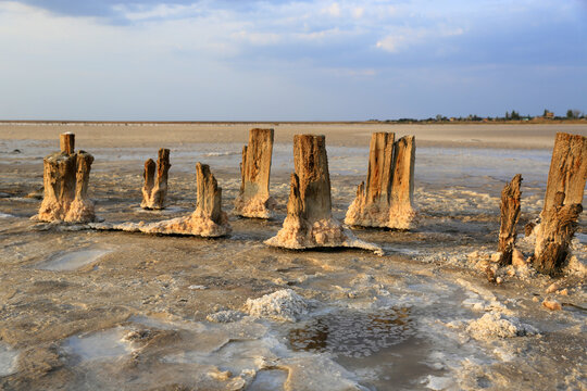 Ancient wooden posts encrusted with salt on a vast Ukrainian salt lake