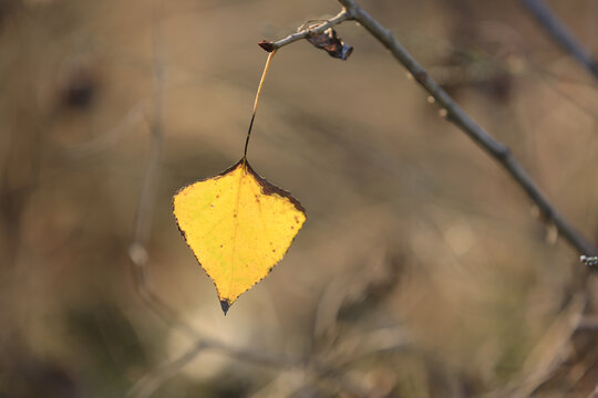 Single yellow leaf clinging to a bare branch in autumn sunlight