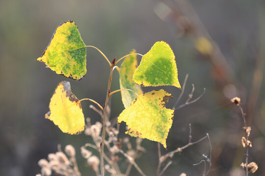 Autumn leaves transition from green to yellow with sunlight filtering through