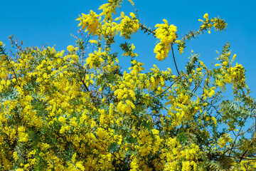 Obraz premium Yellow mimosa flowers against a blue sky, heralding the arrival of spring.