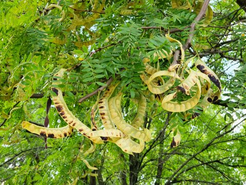 Cluster of twisted yellow pods from a honey locust tree