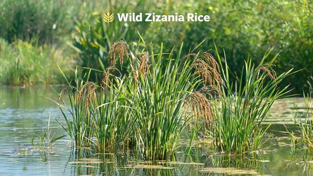 Wild Zizania rice plants growing in shallow freshwater wetland, aquatic grain crop