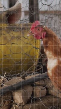 Animating graph over chickens in farm setting, showing data trends