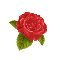 Fototapeta premium single red rose