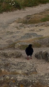 Curious black chough taking steps and funny hopping forward on both red feet across stony ground.