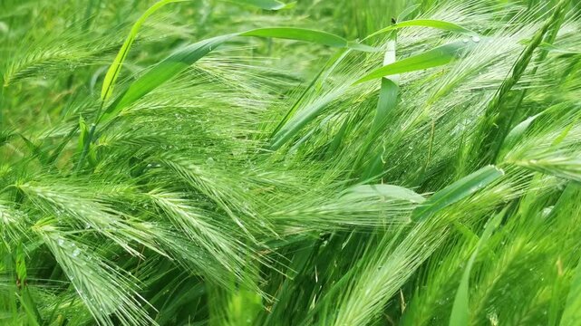 Green barley grass heads growing in a dense field in spring  