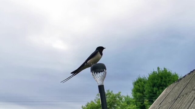Swallow perched on a street lamp against cloudy sky in rural area  