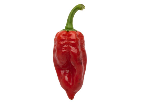 Rote Bhut-Jolokia-Geisterchili isoliert auf Wei&szlig;
