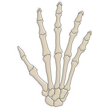 3D Human hand and wrist bones illustration