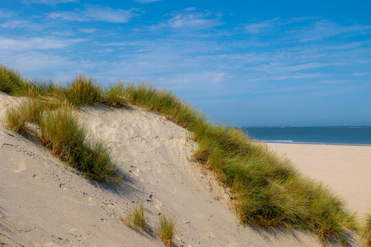 Typical landscape of Island in north sea with blue sky, Beach and european marram beach grass on sand dunes, De Cocksdorp is a small village in the Dutch province of North Holland, Texel, Netherlands.