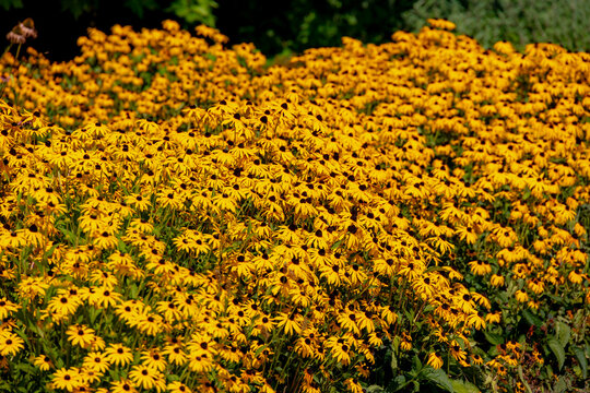 Selective focus of golden yellow flowers in garden, Rudbeckia fulgida the orange coneflower or perennial coneflower is a species of flowering plant in the family Asteraceae, Natural floral background.