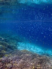 underwater scene with coral reef © 真美子 上村
