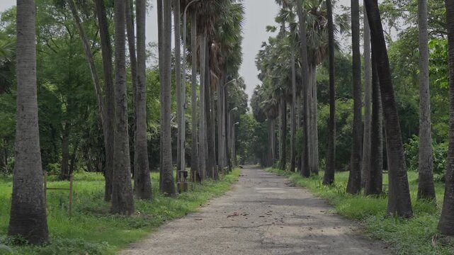 Scenic Palm Tree Road Through a Lush Green Forest.