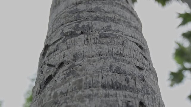 Coconut Tree Trunk Close Up View.