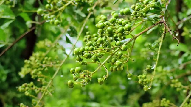 Close up macro shot of green Lawsonia inermis henna berries with water drops after rain
