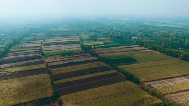 Stunning 4K drone view capturing local smallholder sugarcane plantations interspersed with pomelo citrus orchards in a rural agricultural landscape.