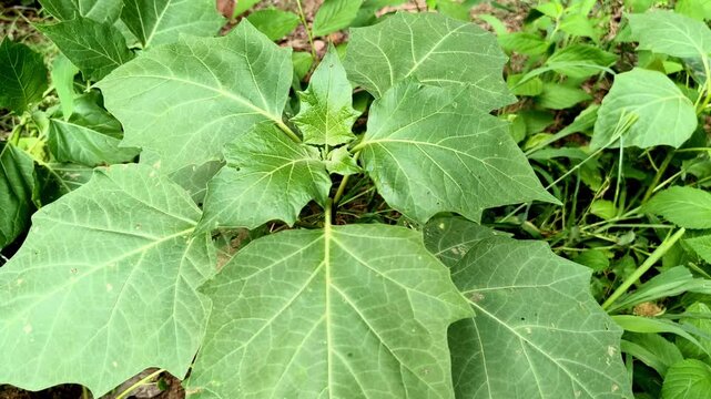 Top view close up of green Datura stramonium plant leaves in natural sunlight