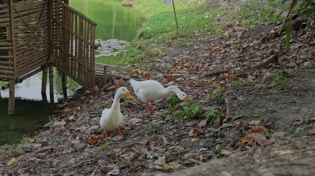 White Swans Walking Near Lakeside