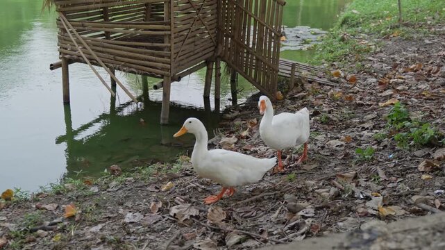 White Swans Walking Near Lakeside