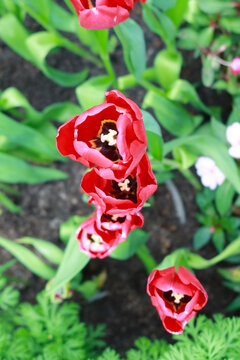 Top-down view of vibrant red tulips (Tulipa) blooming among green foliage, with open cup-shaped flowers revealing dark centers and contrasting pale yellow-white stamens and pistils.