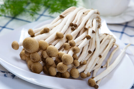 Fresh brown shimeji mushrooms raw edible fungi