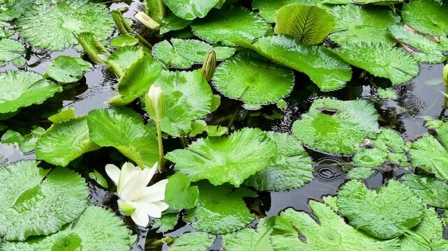 water lily blooming among round leaves on calm pond surface. rare rain drops falling on lily leaves in quiet garden. concept of lily beauty and fresh nature after soft rain