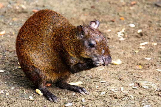 Dasyprocta punctata. Central American agouti. Agut&iacute; centroamericano.
