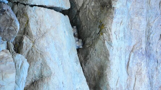 Pallas's Cat Kittens from Ladakh, India.