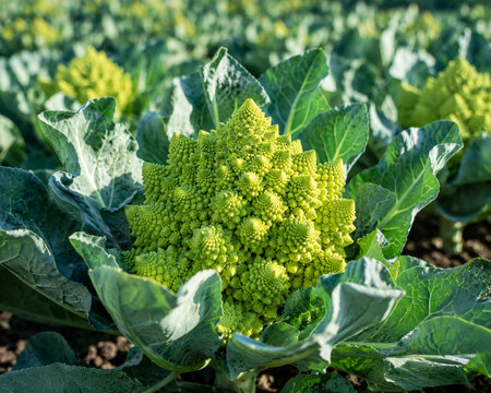 Fresh Romanesco Broccoli Photo｜新鮮なブロッコリー・ロマネスコの写真素材