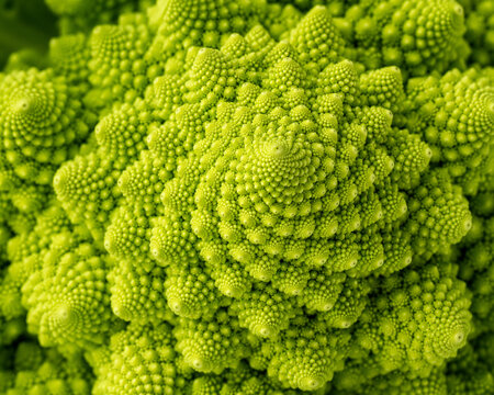 Fresh Romanesco Broccoli Photo｜新鮮なブロッコリー・ロマネスコの写真素材