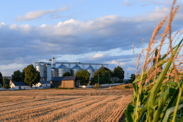 Modern grain storage silos and green corn field,  agricultural infrastructure and food production. Selective focus.  © kyrychukvitaliy