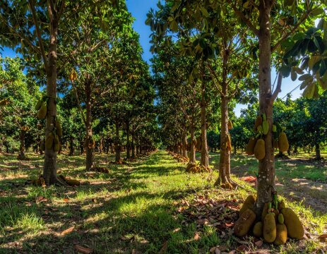 Rows of jackfruit trees in sunny agricultural plantation.